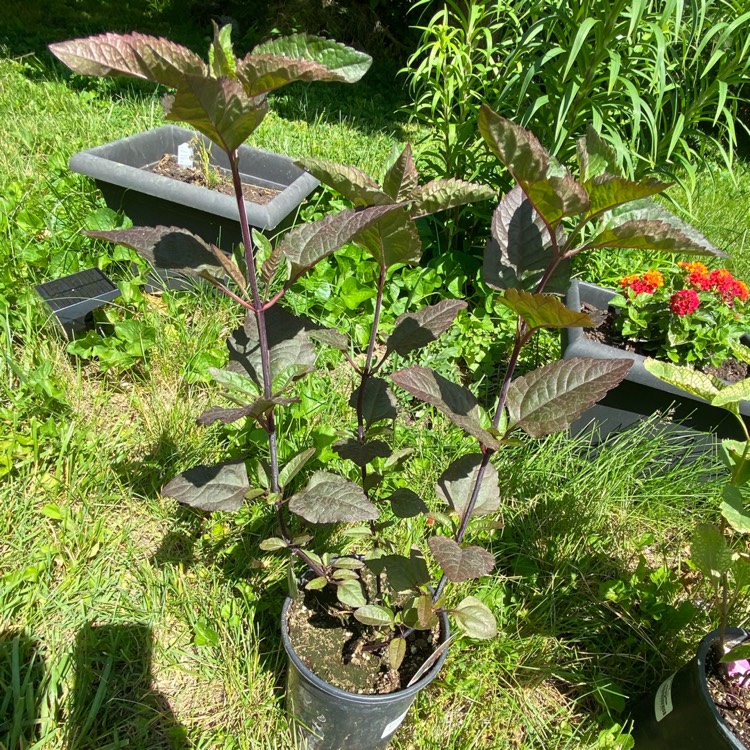 plant image 1668973 plant image 1668973