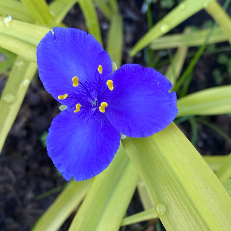Plant image Tradescantia (Andersoniana Group) 'Sweet Kate'