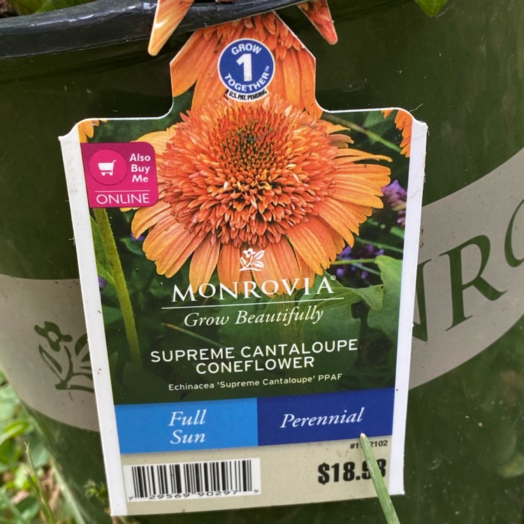 plant image 1672154