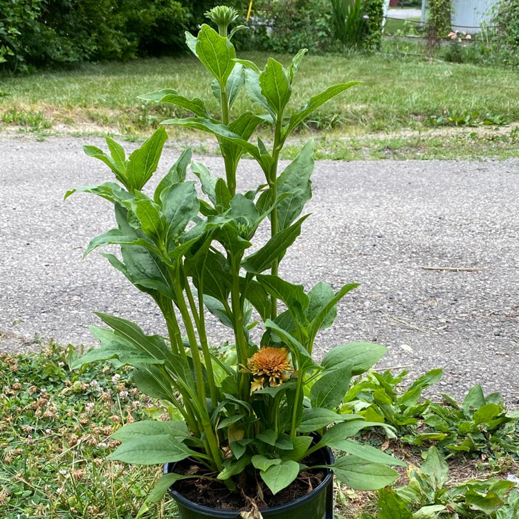 plant image 1672155
