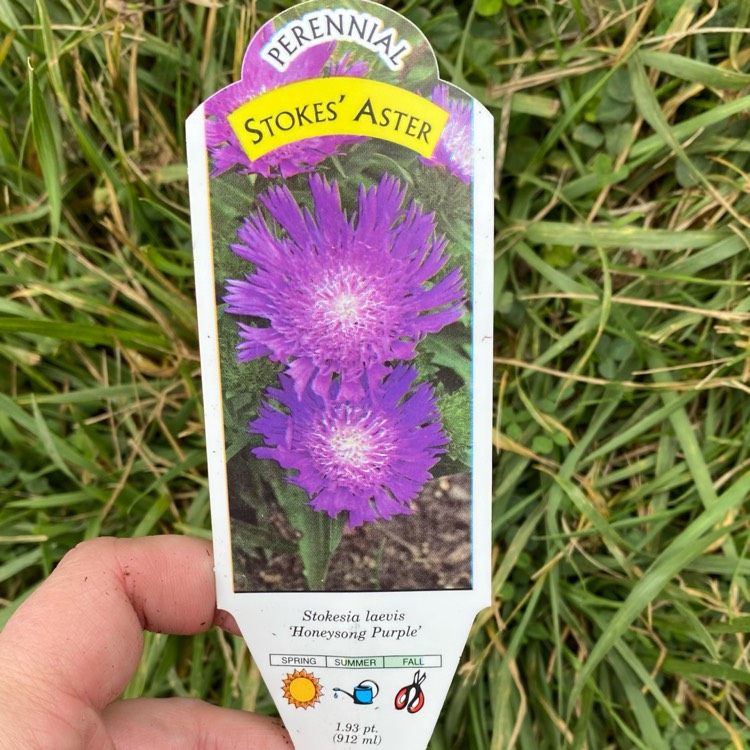 plant image 1672956 plant image 1672956