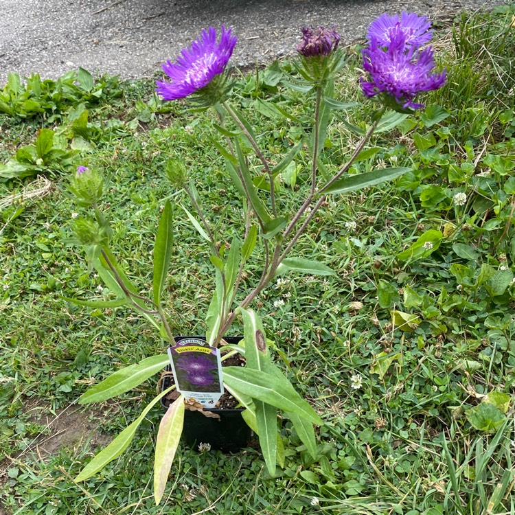 plant image 1672959 plant image 1672959