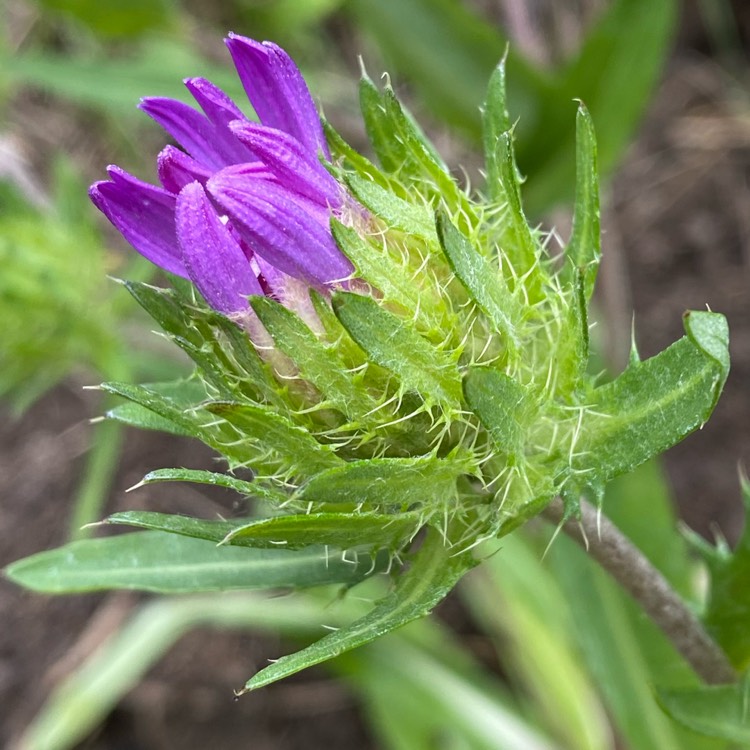 plant image 1672971 plant image 1672971