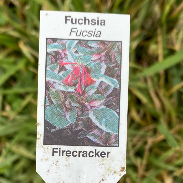 plant image 1673067