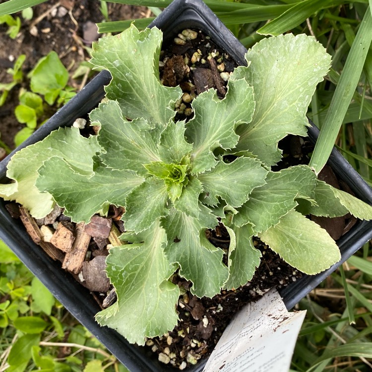 plant image 1673087 plant image 1673087