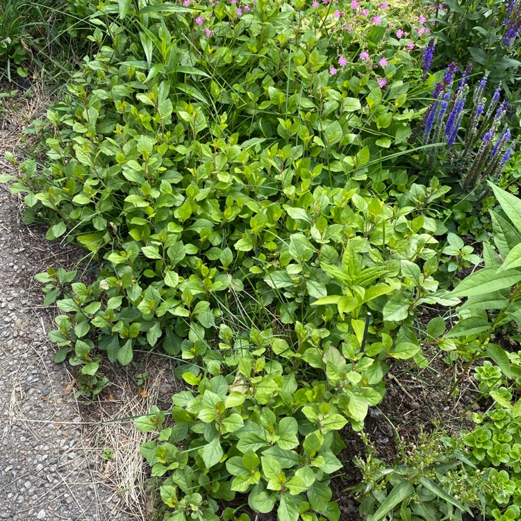plant image 1673711 plant image 1673711
