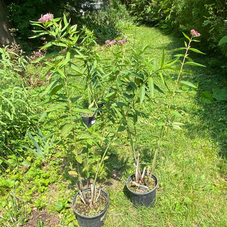 Asclepias incarnata 'Cinderella', Swamp Milkweed 'Cinderella ...