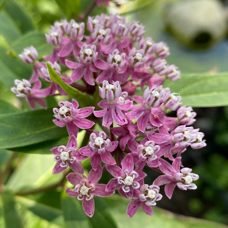 Asclepias incarnata 'Cinderella', Swamp Milkweed 'Cinderella ...