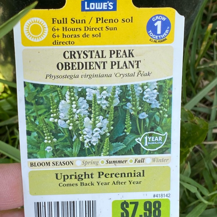 plant image 1674163 plant image 1674163