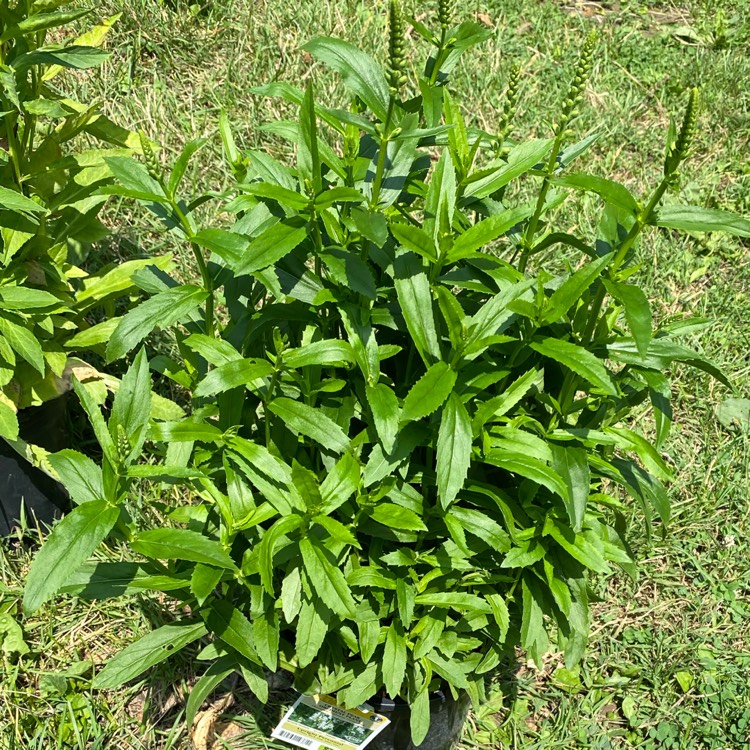 plant image 1674165 plant image 1674165