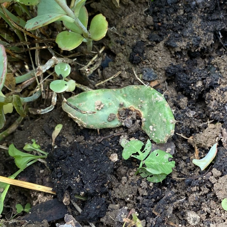 plant image 1674910 plant image 1674910