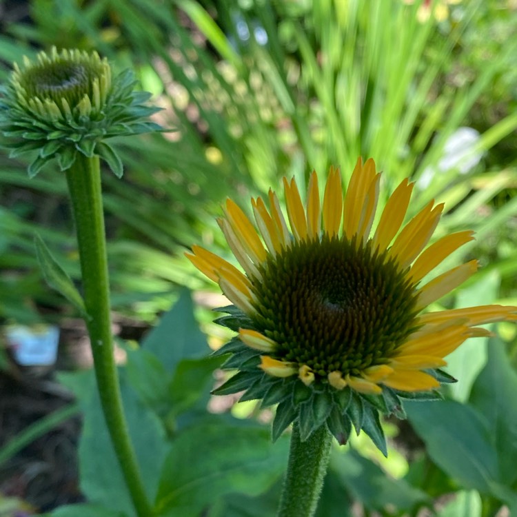 plant image 1675037