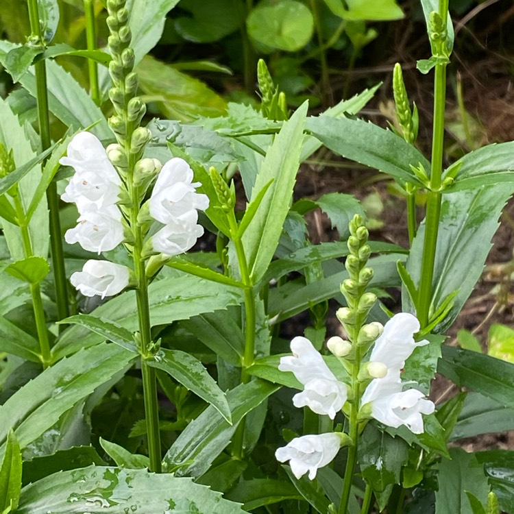 plant image 1675053 plant image 1675053