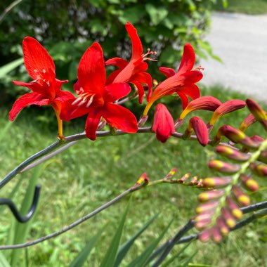 Crocosmia 'Lucifer'