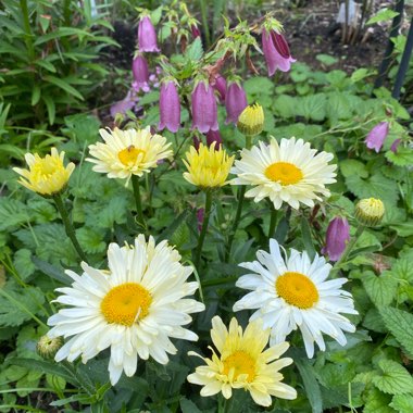 Leucanthemum x superbum 'Banana Cream'