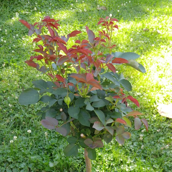 plant image 167669 plant image 167669