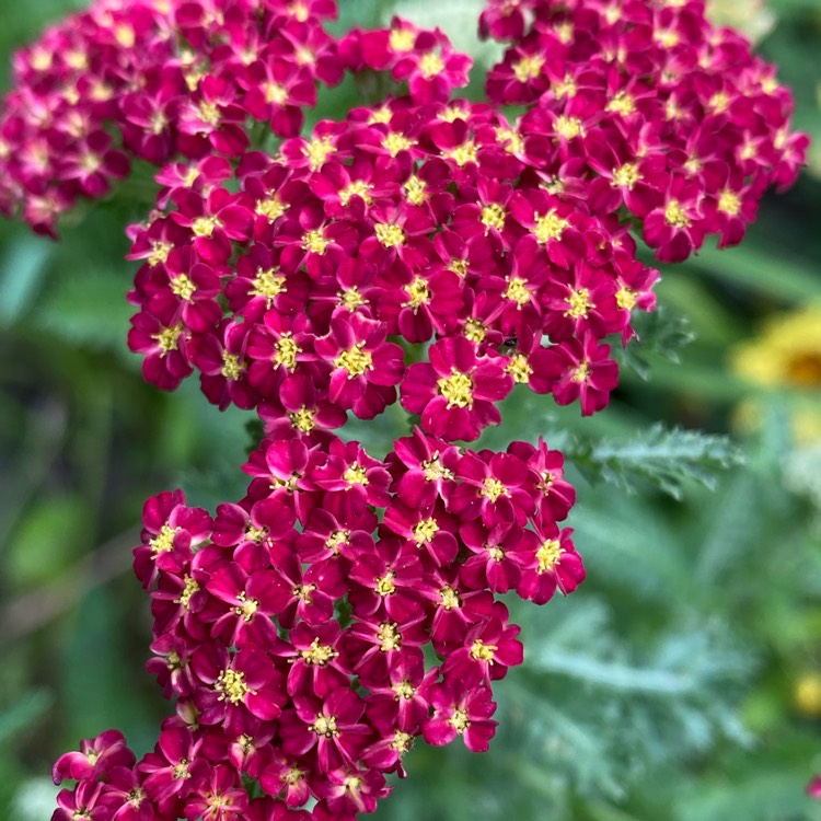 plant image 1678072 plant image 1678072