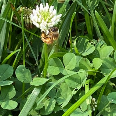 Trifolium repens