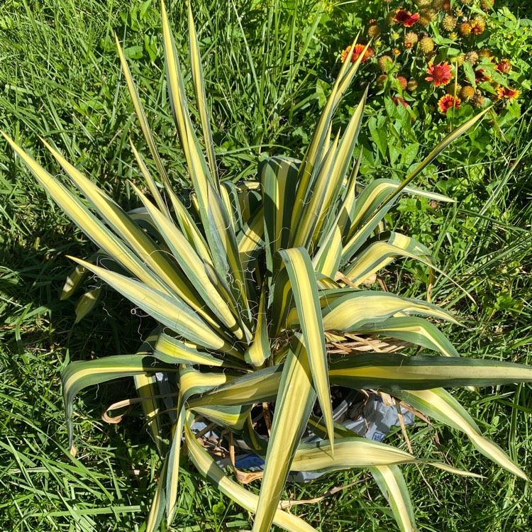 plant image 1684579 plant image 1684579