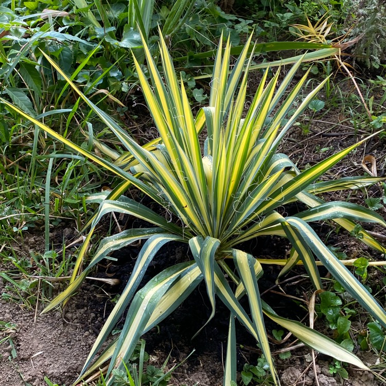 plant image 1686994 plant image 1686994