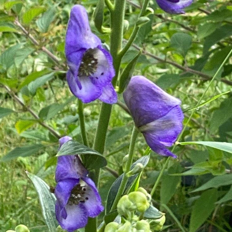 plant image 1686996