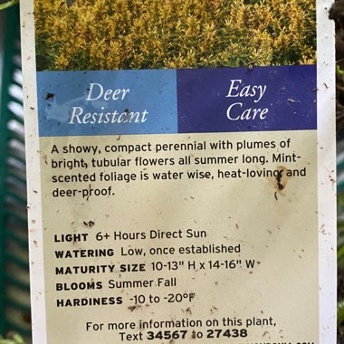 Giant Hyssop
