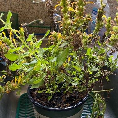 Giant Hyssop