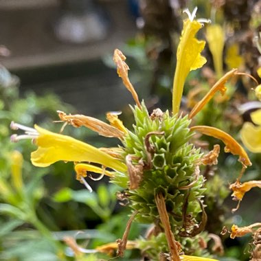 Giant Hyssop