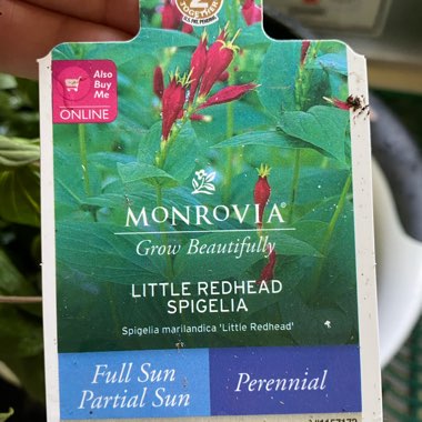Little Redhead Spigelia