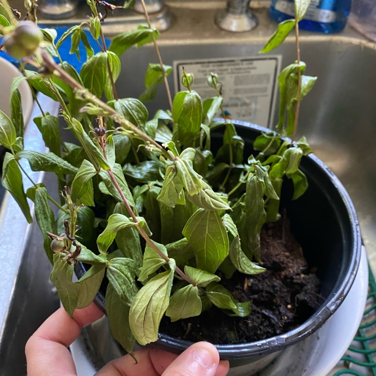 plant image 1689088 plant image 1689088