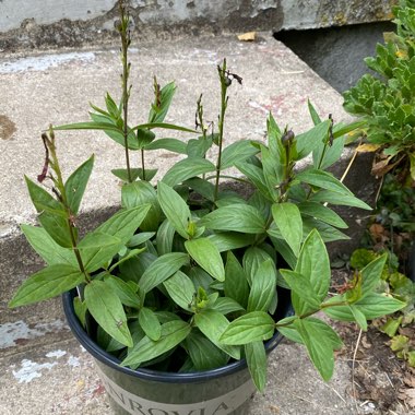 Spigelia