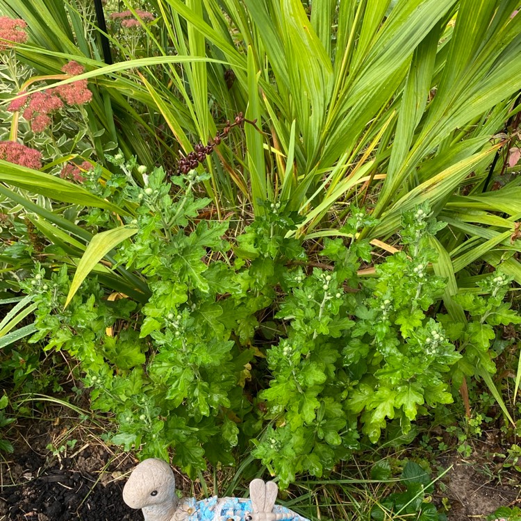 plant image 1689318