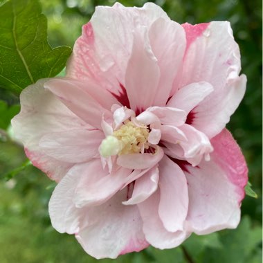 Hibiscus 'Strawberry Smoothie'