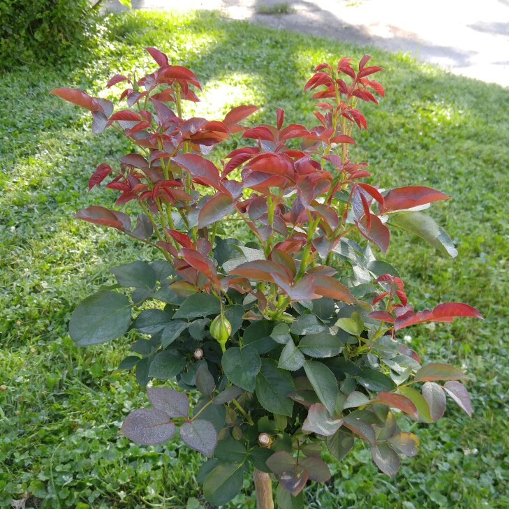 plant image 169599 plant image 169599