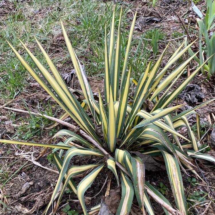 plant image 1702771 plant image 1702771