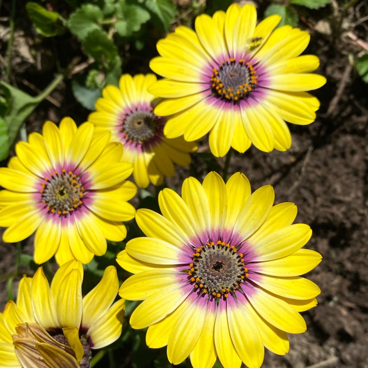 Plant image Osteospermum ecklonis 'Blue Eyed Beauty'