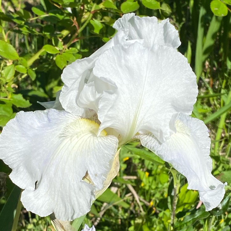 plant image 1708017 plant image 1708017