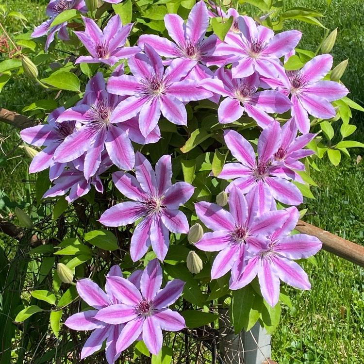 plant image 1708377 plant image 1708377