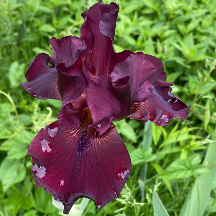 plant image 1708940 plant image 1708940