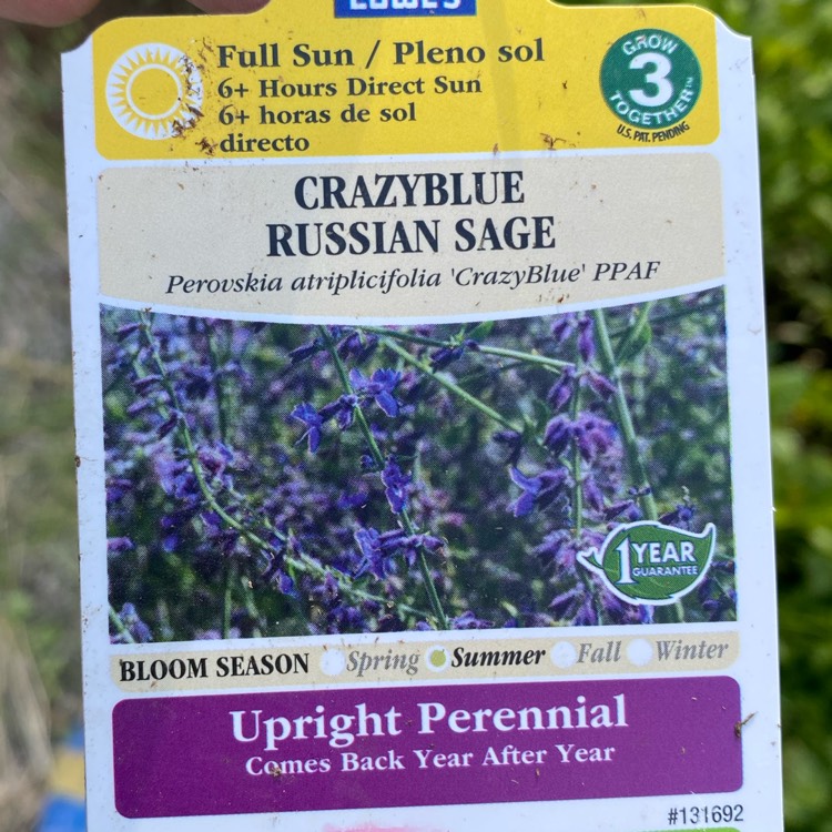 plant image 1709488