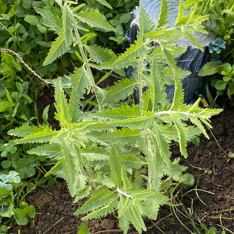 plant image 1709490