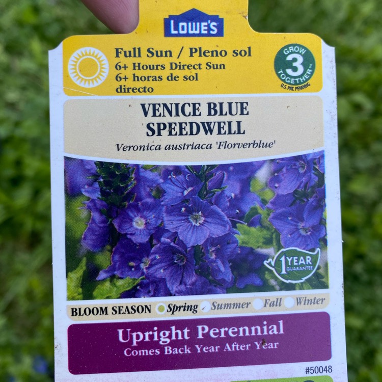 plant image 1709494 plant image 1709494