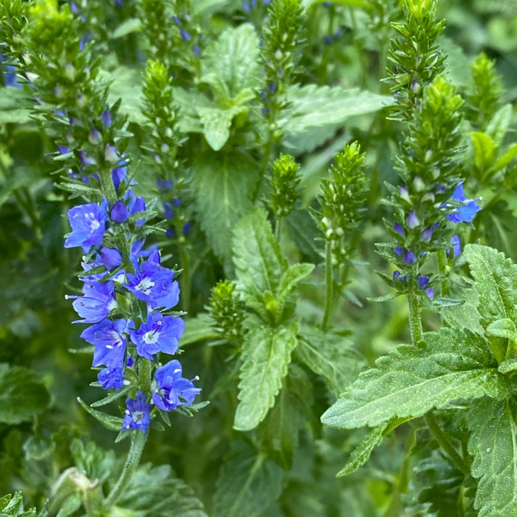 plant image 1709497 plant image 1709497