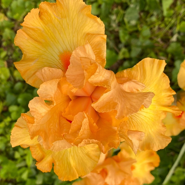 plant image 1710027 plant image 1710027