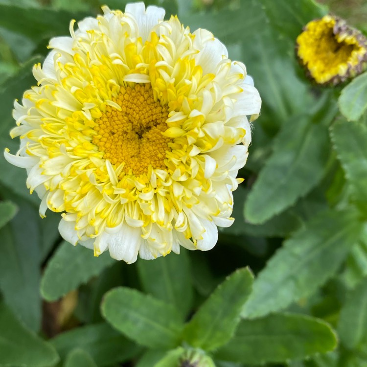 plant image 1710205