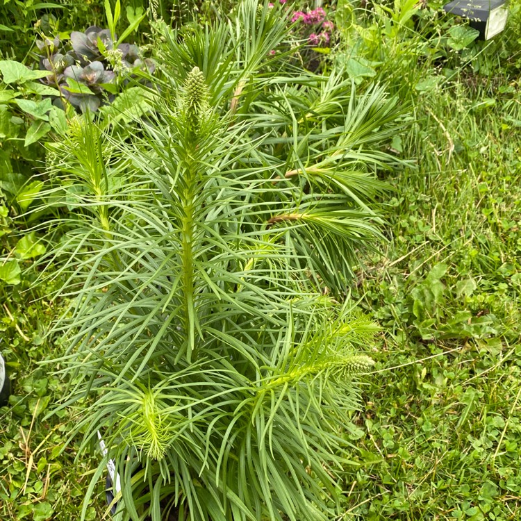 plant image 1710236 plant image 1710236