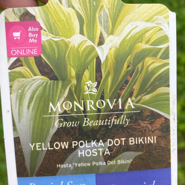 plant image 1710237