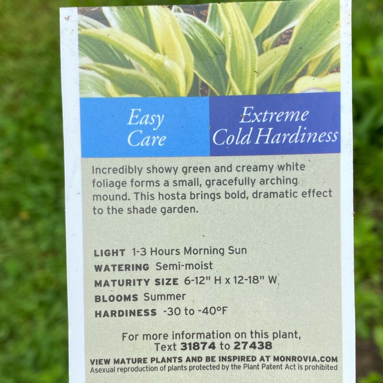 plant image 1710238