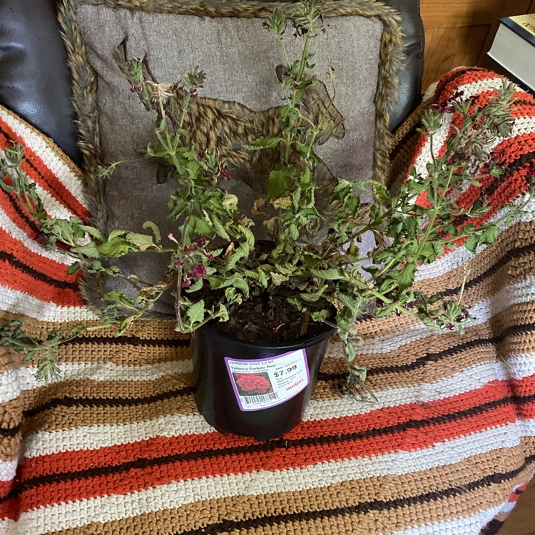 plant image 1710455 plant image 1710455