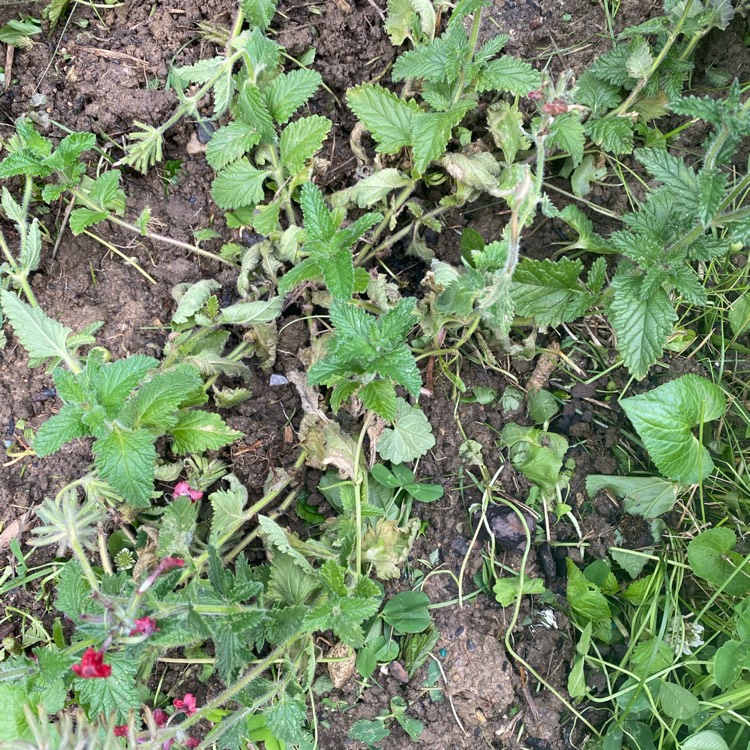 plant image 1710539 plant image 1710539